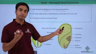 Class 11th – Seed – Monocot Seed Structure  Morphology of Flowering Plants  Tutorials Point [upl. by Boyt]