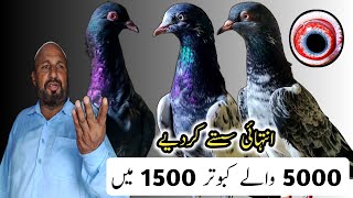 5000 Waly 1500 Mai Kabootar  Neely Kamager Kabootar  imam deen Kabootar  Teddy Kabootar [upl. by Nilac724]