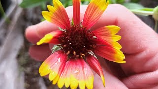 Blanket flower plant update🌱 [upl. by Nibor]