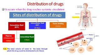 Lecture 2 Distribution of Drugs  Dr Elsayed Abdelhadi 2023  2024 [upl. by Kushner]