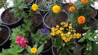 Winter Flowers amp Care Tips Part4 [upl. by Shelli]