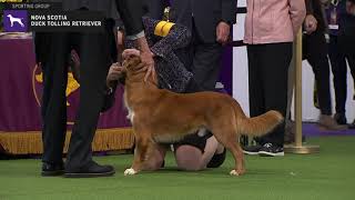 Nova Scotia Duck Tolling Retriever  Breed Judging 2020 [upl. by Siravrat173]