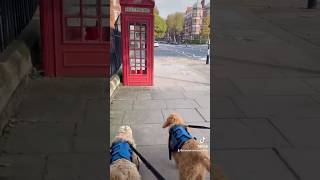 Goldendoodle puppy and Labradoodle puppy London walk [upl. by Eittap]