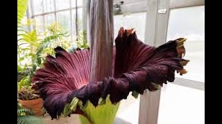 The corpse flower [upl. by Ahseniuq]