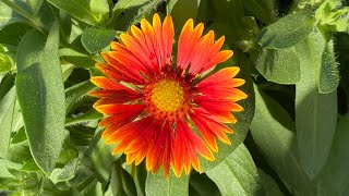 Gaillardia  Blanket Flower  Seed to First Bloom  In 3 Months [upl. by Boni]