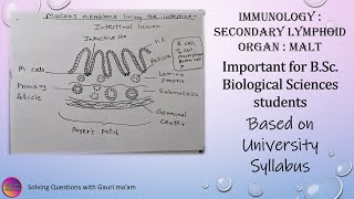 Secondary Lymphoid organ  MALT  हिंदी में  Solving Questions with Gauri ma’am [upl. by Mukul]