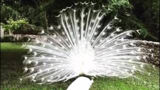 White peacock opening feathers The most beautiful white peacock [upl. by Ennavoj]