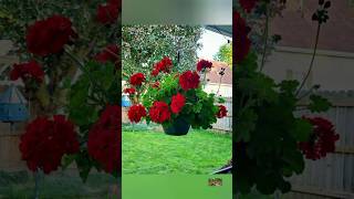 Geranium flower growing tips and tricks gardenplants flowers shots rosegarden [upl. by Marla]