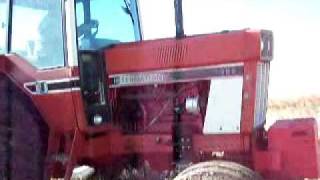 1979 IH 1086 pulling a 24 chisel plow  cultivator 2 [upl. by Aggappe]