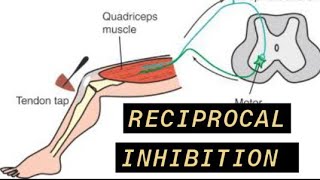 Reciprocal Inhibition [upl. by Osmund]