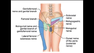 Pain Medicine Ilioinguinal Nerve Iliohypogastric Nerve Inguinal Canal TAP [upl. by Aiasi]