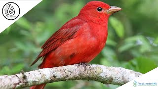 CANTO VOZ y LLAMADOS Piranga Roja quotPiranga rubraquot Summer Tanager Alas Resilentes [upl. by Elbon245]