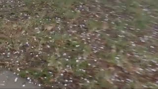 Joane Arlene is live Rain and Hail [upl. by Elsworth66]