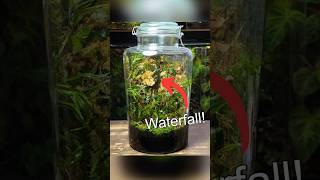 Creating a Waterfall Terrarium  Part 1 [upl. by Pavyer112]