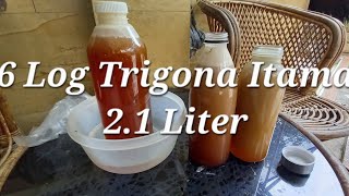 6 Log Trigona Itama hasil 21 Liter madu [upl. by Abas]