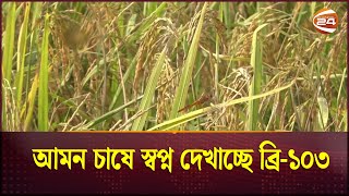 ব্রি১০৩ ধান চাষে সাশ্রয় হবে উৎপাদন খরচবেশি লাভের মুখ দেখবেন কৃষকরা  Rice  Channel 24 [upl. by Holden]