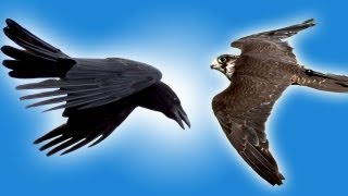 Falcon vs Raven in Slow Motion  Slow Mo  Earth Unplugged [upl. by Callery120]