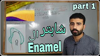 enamel 1  oral histology  ezzat shouman [upl. by Raddatz500]