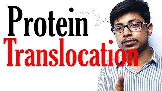 Protein translocation [upl. by Eyot]