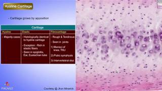 Histology of Hyaline cartilage Shotgun Histology [upl. by Clementia]