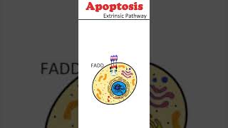 The Extrinsic Pathway of Apoptosis celldeath animation [upl. by Edea97]