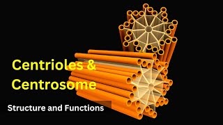 Centrioles structure and functions Centrosomes  Cilia and FlagellaBiology class 9 Cell biology [upl. by Richie]