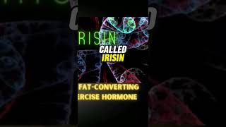 Irisin the fatconverting exercise hormone shorts [upl. by Ednarb]