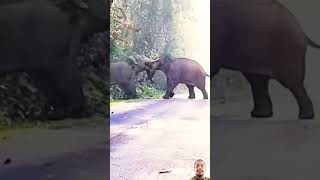 Do jungle hathi elephant ki ladai [upl. by Behre]