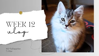 Uke 12  Tkullet 2024 SiberianCat Kitten Cute [upl. by Adnot]