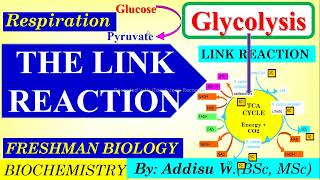 freshman biology glycolysis linkreaction krebscycle cellular respiration newcurriculum 2024 [upl. by Enneirdna]