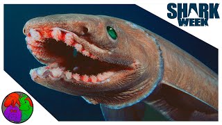 A Living Fossil Or a Sea Serpent  Frilled Sharks  SHARKWEEK [upl. by Yrrot]