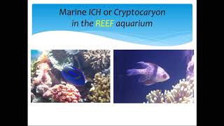 Treatment of Marine ICH or White Spot or Cryptocaryon in reef aquarium [upl. by Justinian]