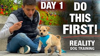 How to Train the FIRST 5 THINGS to ANY Puppy Reality Dog Training [upl. by Cooperstein152]