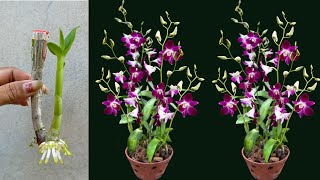 Great Technique For Grafting Orchid With Aloe Vera Growing Orchids Flowers Beautiful [upl. by Lenny]