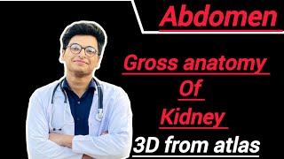 Gross anatomy of kidney features relations blood supply nerve supply and lymphatic drainage [upl. by Netloc]