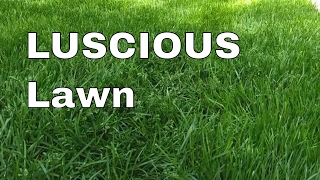 Luscious Lawn Thanks To Watching The Lawn Care Nut [upl. by Gibun]