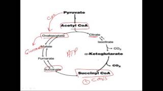 biochemistry vitamins Biotin فيتامين بايوكيميستري [upl. by Emmerie]