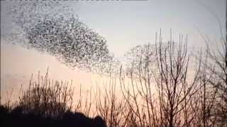 Murmuration modelling [upl. by Farrica]