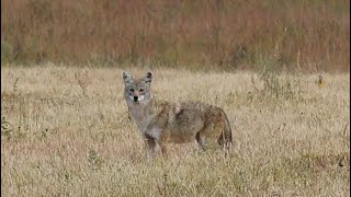 Coyote Hunting in Kansas Highlights from trip 2 [upl. by Nuahc540]