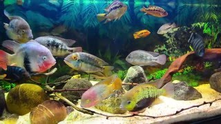 HDAmerican Cichlids Community Tank update 31122015 [upl. by Ardnik]