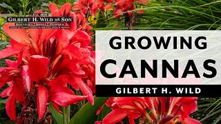 Growing Cannas in Containers [upl. by Jarvis673]