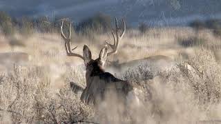 Oak Creek Utah mule deer 2020 [upl. by Myrilla150]