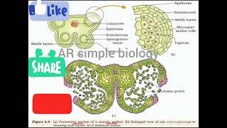 ts of anther microsporangium [upl. by Vinson643]