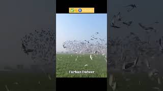 Kabutar pigeon birds parrot pets budgies shortsviral kabootarlovers kabootarbazi like pets [upl. by Radu]