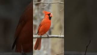 red cardinal birds chirping [upl. by Idaf494]