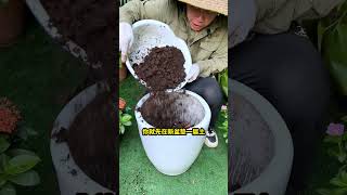 大型绿植换盆，要做好这3层，手把手教你换盆养花花卉绿植盆栽换盆 [upl. by Reitrac]