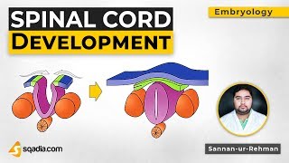 Spinal Cord Development  Embryology Anatomy Lectures  Medical Education  VLearning [upl. by Arica]