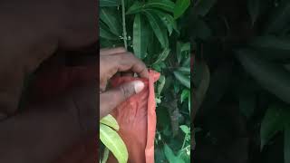 Mamidi thota farming tomato mango viralvideo viralreels viralshort farmer agriculture vege [upl. by Giltzow]