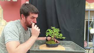 Bonsai Shohin de Cornus Sanguinea [upl. by Maddy524]