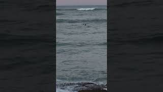 Surfing in cibuco vega baja PR ocean beach surfing surf surfers sea wildlife puertorico [upl. by Soinotna]